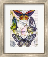 Framed Butterfly Map IV