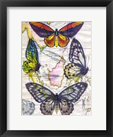 Butterfly Map IV Framed Print