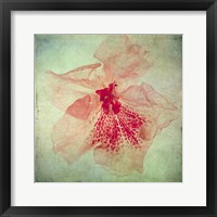 Framed Lush Vintage Florals VI