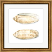 Framed Watercolor Shells V