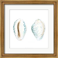 Framed Watercolor Shells VI