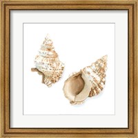 Framed Watercolor Shells VII