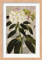 Framed Rhododendron I