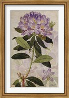 Framed Rhododendron II