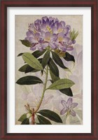 Framed Rhododendron II