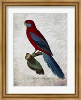 Framed Parrot Jungle II