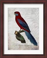 Framed Parrot Jungle II