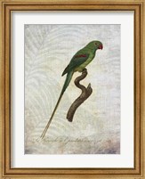 Framed Parrot Jungle III