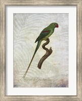 Framed Parrot Jungle III