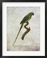 Parrot Jungle III Framed Print