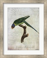 Framed Parrot Jungle IV