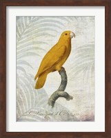 Framed Parrot Jungle V