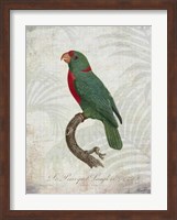 Framed Parrot Jungle VI