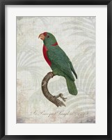Parrot Jungle VI Framed Print