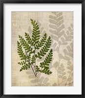 British Ferns VI Framed Print