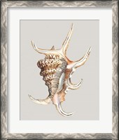 Framed Spider Conch