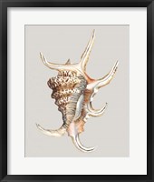 Spider Conch Framed Print