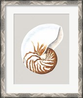 Framed Nautilus