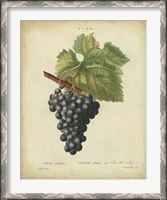 Framed Antique Bessa Grapes I