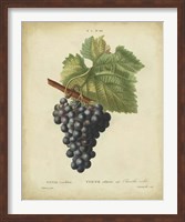 Framed Antique Bessa Grapes I