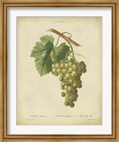 Framed Antique Bessa Grapes II