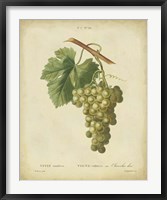 Framed Antique Bessa Grapes II