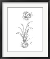 Framed Botanical Sketch II