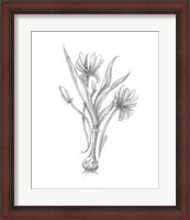 Framed Botanical Sketch III