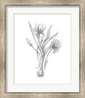 Framed Botanical Sketch III