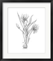Framed Botanical Sketch III