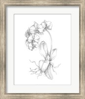 Framed Botanical Sketch V