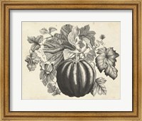 Framed Sepia Squash I