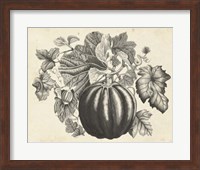 Framed Sepia Squash I