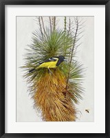 Framed Avian Tropics II