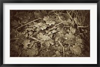 Framed Autumn Leaves