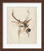 Framed Watercolor Animal Study IV