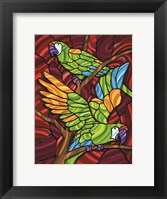 Framed Parrot D