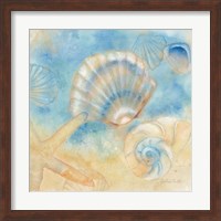 Framed Watercolor Shells II