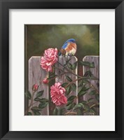 Framed Blue Bird