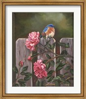 Framed Blue Bird