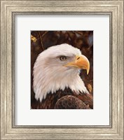 Framed Eagle