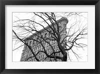 Framed Flatiron with Tree (b/w)