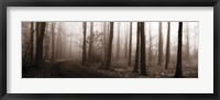 Framed Forest Path (Sepia)