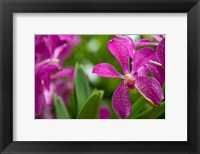 Framed Singapore, National Orchid Garden