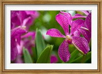 Framed Singapore, National Orchid Garden