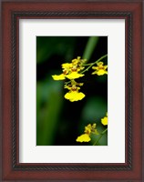 Framed Singapore, Dancing Lady Orchid flower