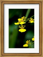 Framed Singapore, Dancing Lady Orchid flower