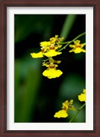 Framed Singapore, Dancing Lady Orchid flower