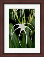 Framed National Orchid Garden, Singapore