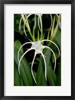 Framed National Orchid Garden, Singapore
